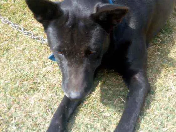 Cachorro ra a Pastor preto idade 2 anos nome Charlotte
