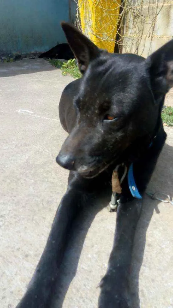 Cachorro ra a Pastor preto idade 2 anos nome Charlotte