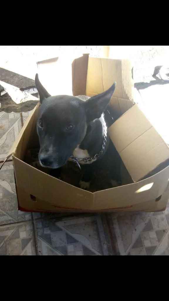 Cachorro ra a Pitbull misturado  idade 1 ano nome Bella