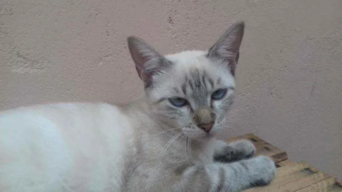 Gato ra a Comum idade 7 a 11 meses nome Natacha (Nath) 