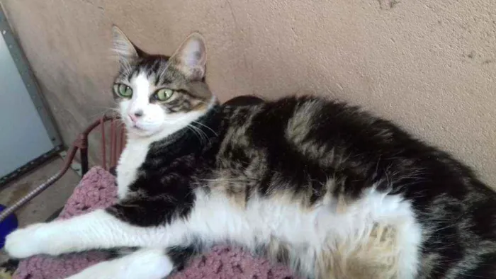 Gato ra a Comum idade 1 ano nome Theka