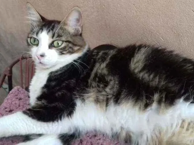 Gato ra a Comum idade 1 ano nome Theka