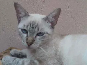 Gato raça Comum idade 7 a 11 meses nome Natacha (Nath) 