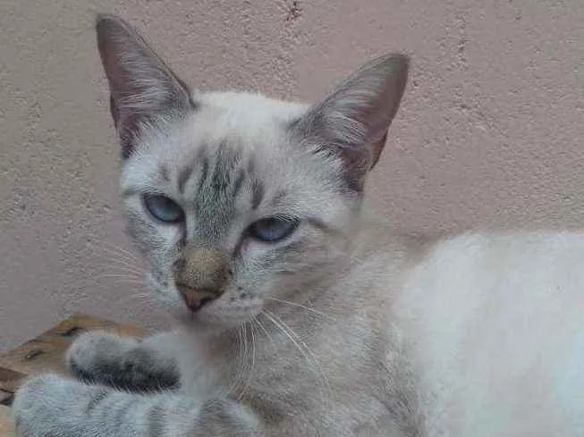 Gato ra a Comum idade 7 a 11 meses nome Natacha (Nath) 