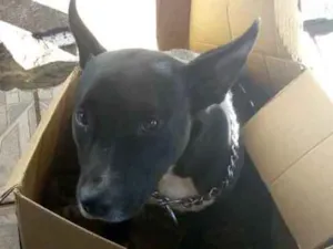 Cachorro raça Pitbull misturado  idade 1 ano nome Bella