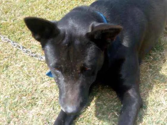 Cachorro ra a Pastor preto idade 2 anos nome Charlotte