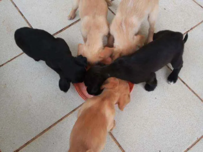 Cachorro ra a Outros idade 2 a 6 meses nome Filhotes