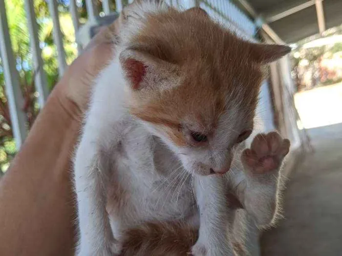 Gato ra a SRD. idade Abaixo de 2 meses nome Sem nomes.