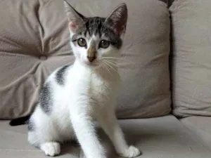 Gato raça Sem raça definida idade 2 a 6 meses nome Sem nome