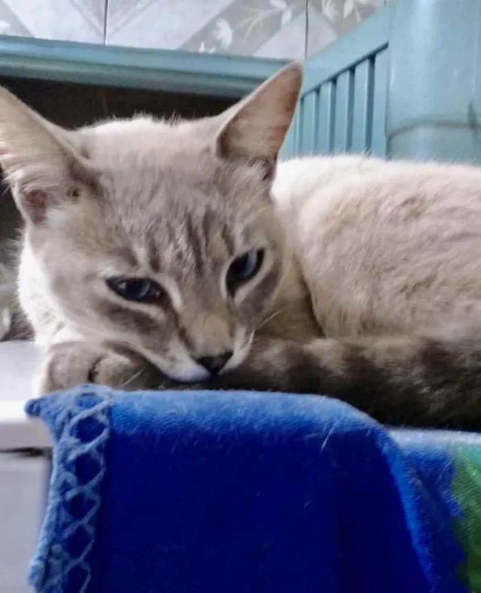 Gato ra a SRD idade 2 a 6 meses nome Cléo 