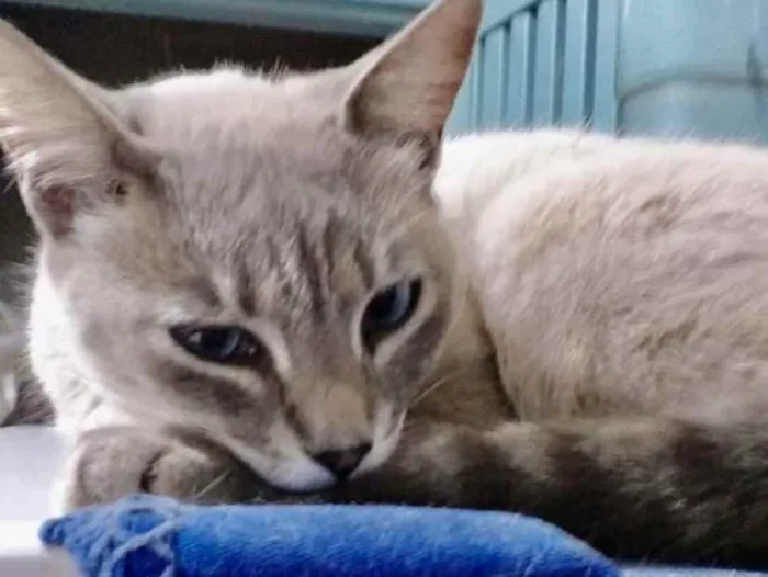 Gato ra a SRD idade 2 a 6 meses nome Cléo 