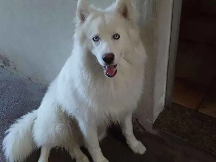 Cachorro ra a Husky Siberiano idade 7 a 11 meses nome Billy