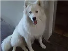 Cachorro raça Husky Siberiano idade 7 a 11 meses nome Billy