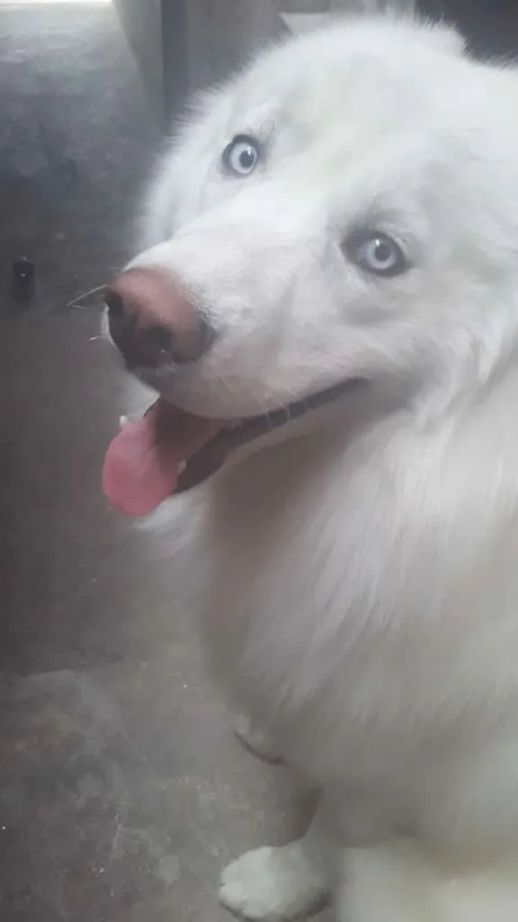 Cachorro ra a Husky Siberiano idade 7 a 11 meses nome Billy