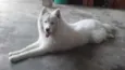 Billy