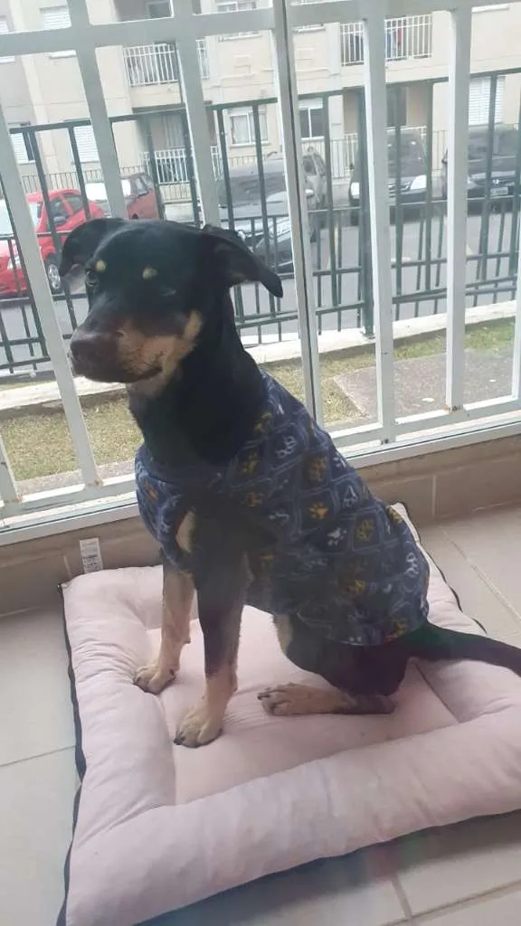 Cachorro ra a SRD idade 1 ano nome Romeu