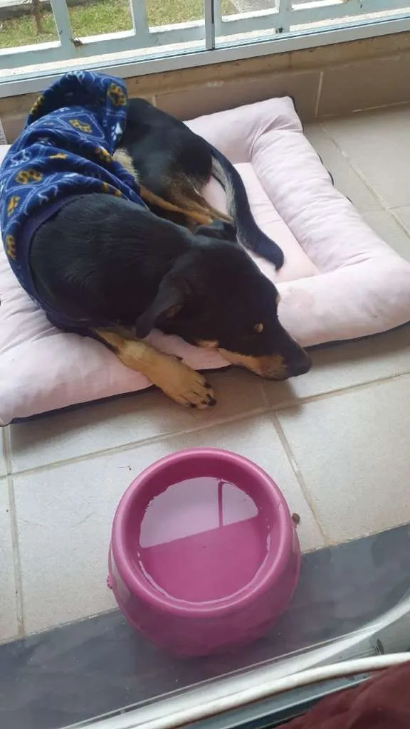 Cachorro ra a SRD idade 1 ano nome Romeu