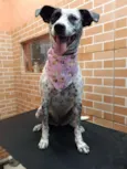 Pintada