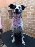 Pintada