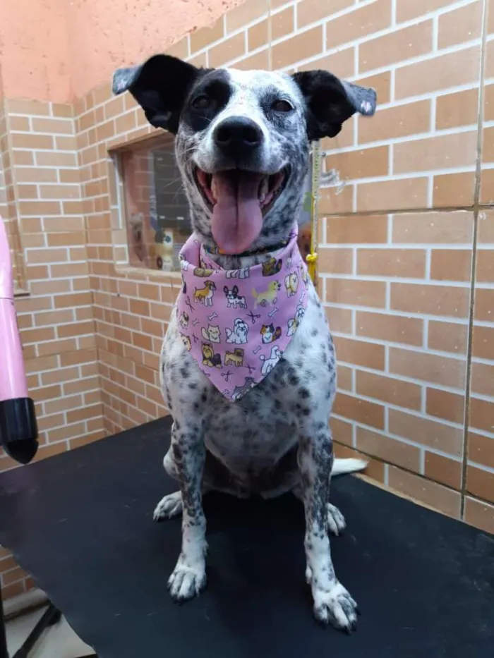 Cachorro ra a SRD idade 2 anos nome Pintada