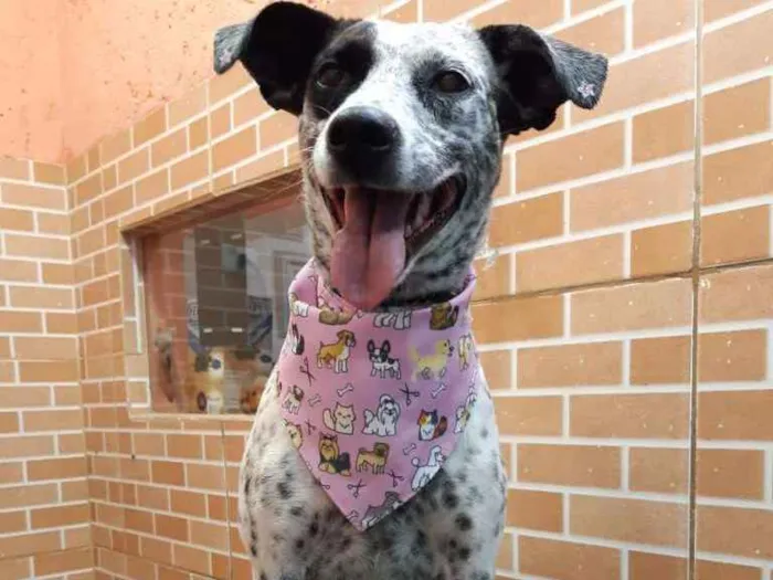 Cachorro ra a SRD idade 2 anos nome Pintada