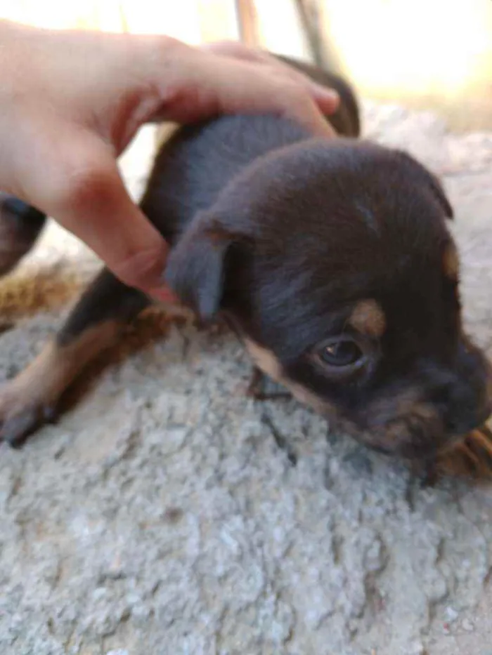 Cachorro ra a Vira lata idade Abaixo de 2 meses nome Sem nome