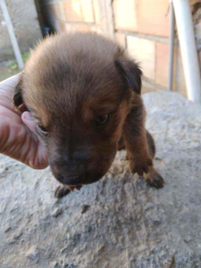 Cachorro ra a Vira lata idade Abaixo de 2 meses nome Sem nome