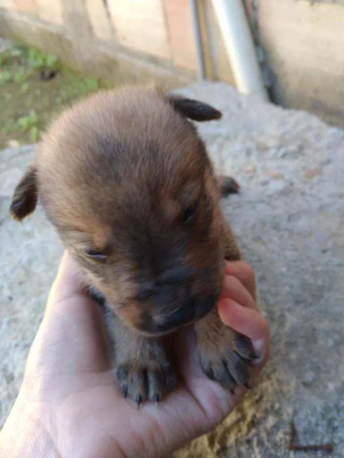 Cachorro ra a Vira lata idade Abaixo de 2 meses nome Sem nome