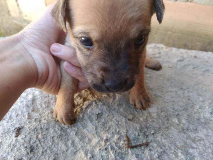 Cachorro ra a Vira lata idade Abaixo de 2 meses nome Sem nome