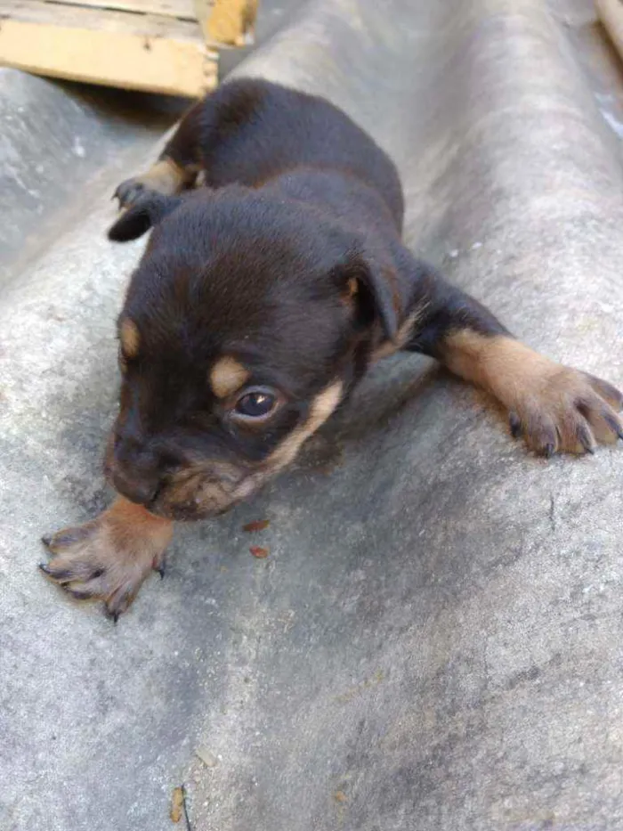 Cachorro ra a Vira lata idade Abaixo de 2 meses nome Sem nome