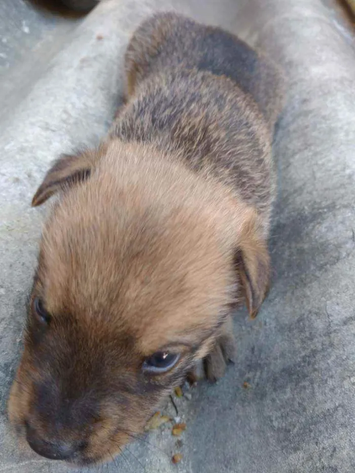 Cachorro ra a Vira lata idade Abaixo de 2 meses nome Sem nome