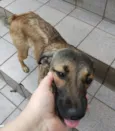 FIlhota