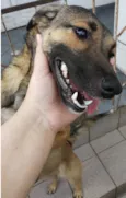 FIlhota