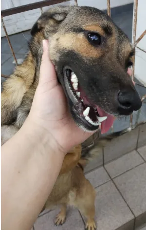 Cachorro raça SRD idade 7 a 11 meses nome FIlhota