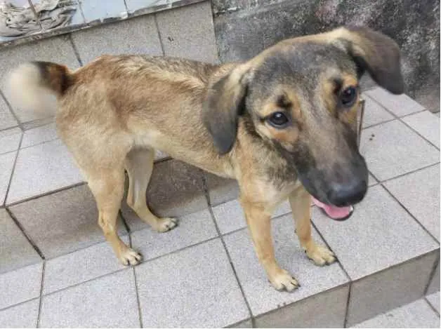 Cachorro raça SRD idade 7 a 11 meses nome FIlhota