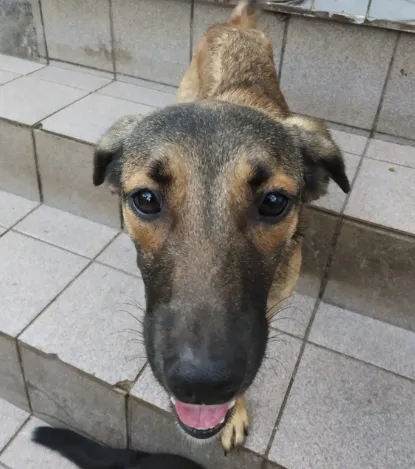 Cachorro raça SRD idade 7 a 11 meses nome FIlhota