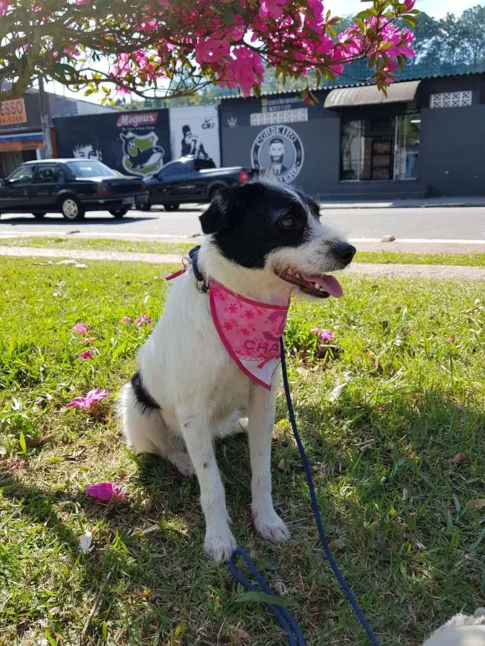 Cachorro ra a SRD idade 1 ano nome JULLY