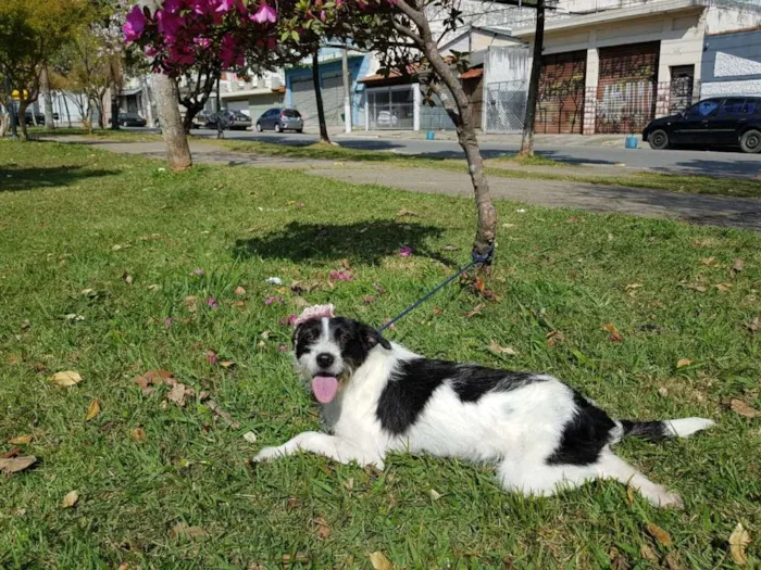 Cachorro ra a SRD idade 1 ano nome JULLY
