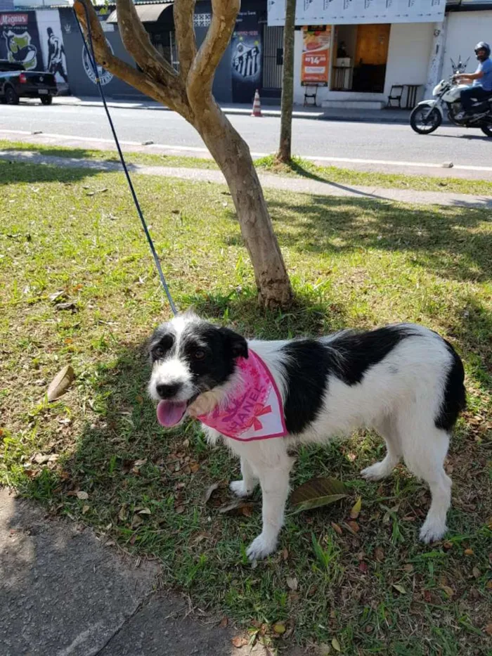 Cachorro ra a SRD idade 1 ano nome JULLY