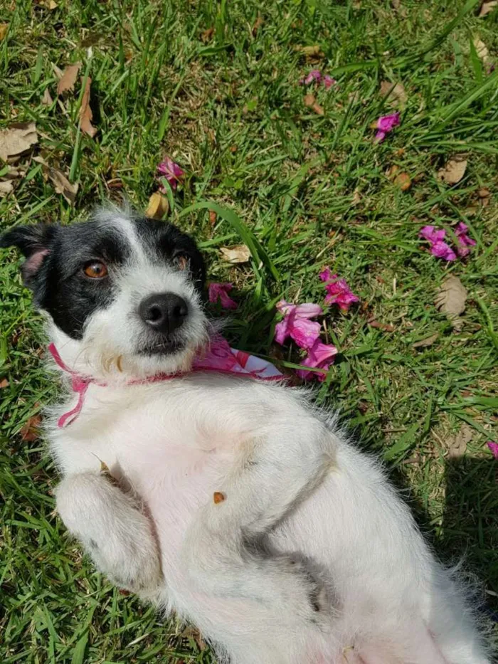 Cachorro ra a SRD idade 1 ano nome JULLY
