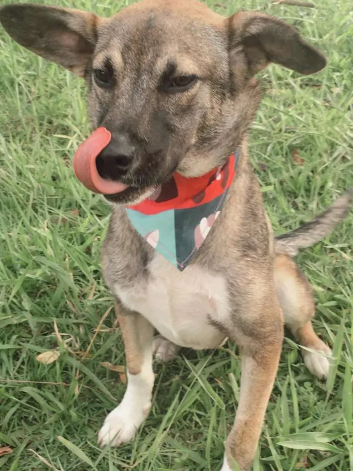 Cachorro ra a SRD idade 1 ano nome YURI