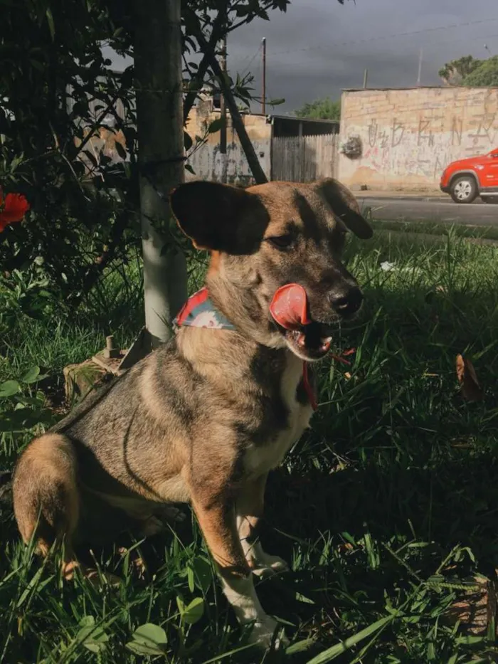 Cachorro ra a SRD idade 1 ano nome YURI
