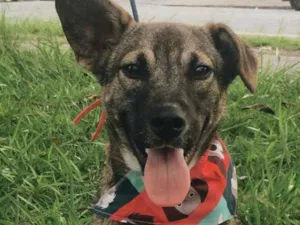 Cachorro raça SRD idade 1 ano nome YURI