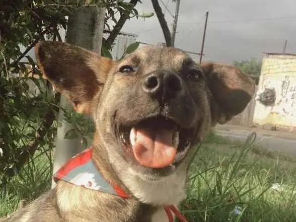 Cachorro ra a SRD idade 1 ano nome YURI