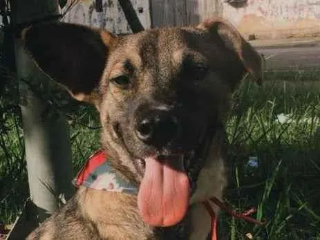 Cachorro ra a SRD idade 1 ano nome YURI