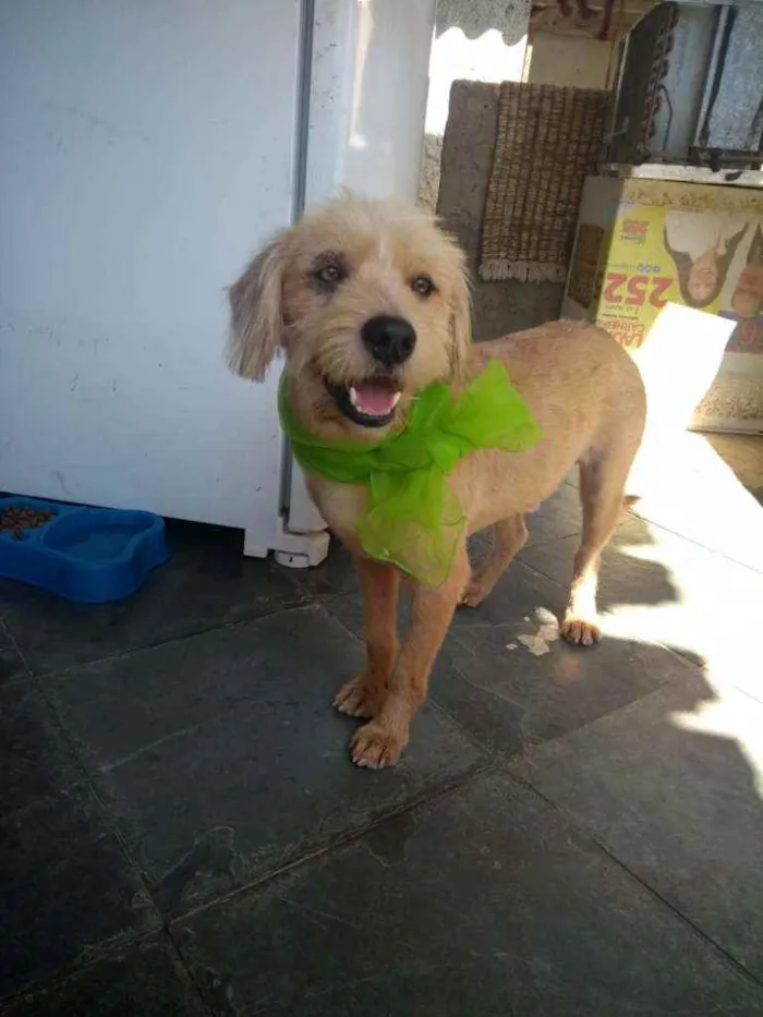 Cachorro ra a srd idade 2 anos nome Lucky