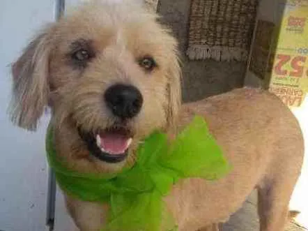 Cachorro ra a srd idade 2 anos nome Lucky