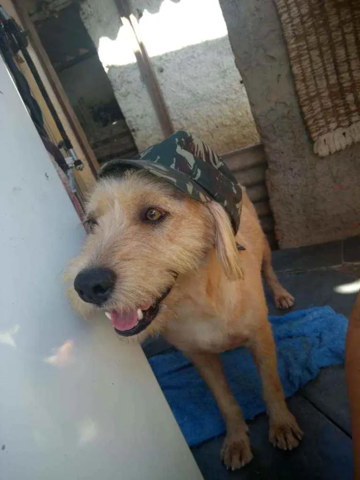 Cachorro ra a srd idade 2 anos nome Lucky