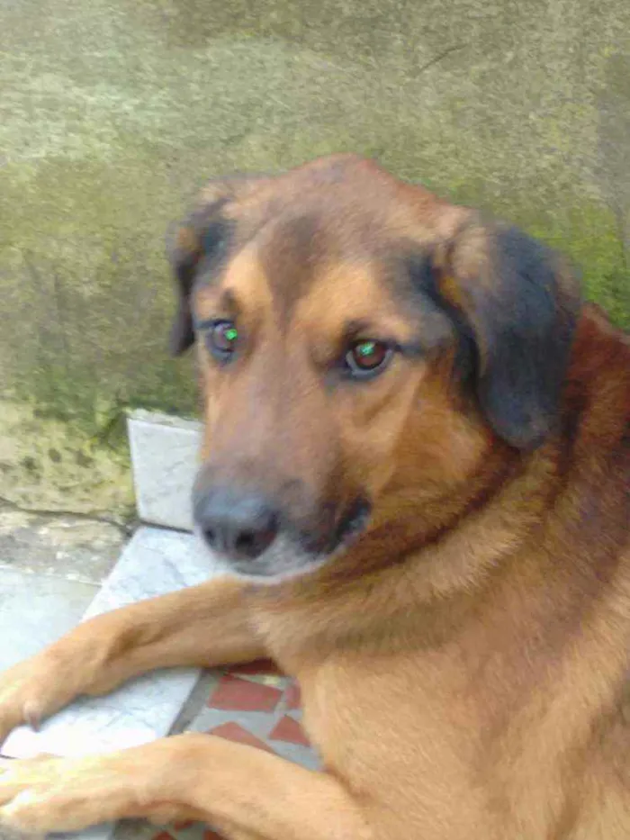 Cachorro ra a Sem raça  idade 6 ou mais anos nome Scobby