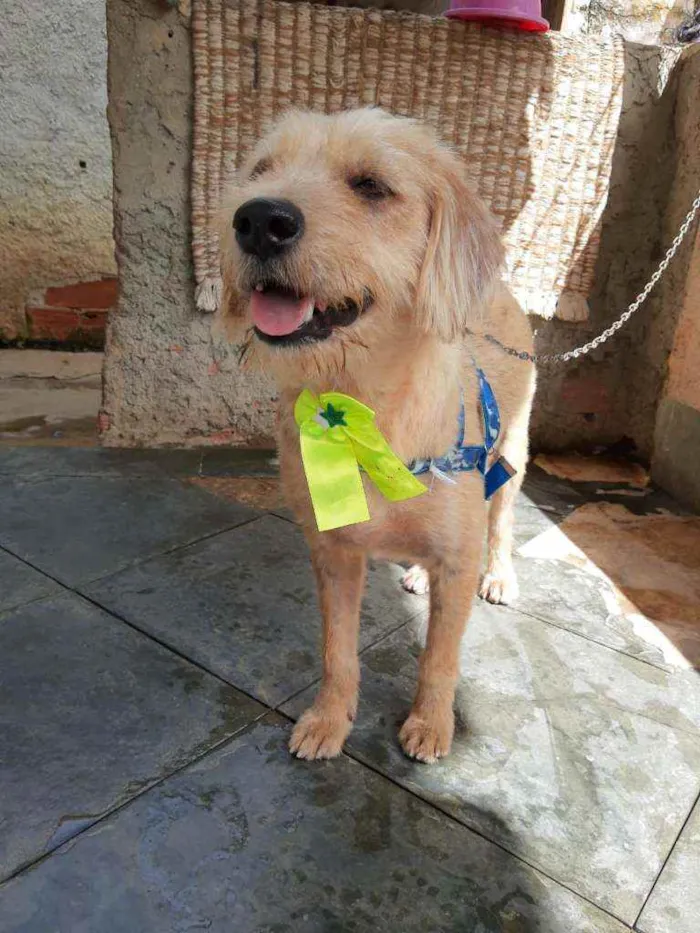 Cachorro ra a srd idade 2 anos nome Lucky